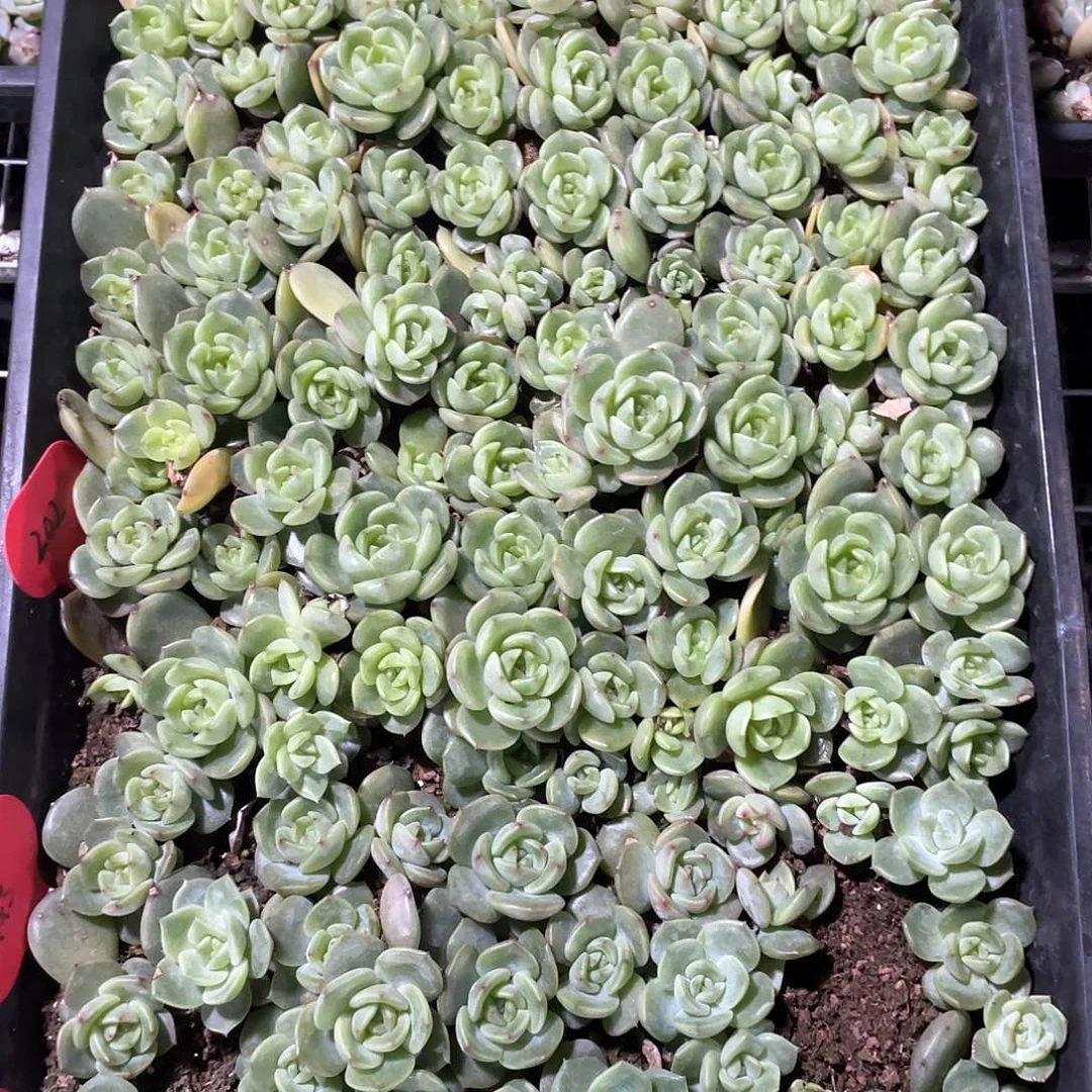 招**喵珍妮混一物一拍159