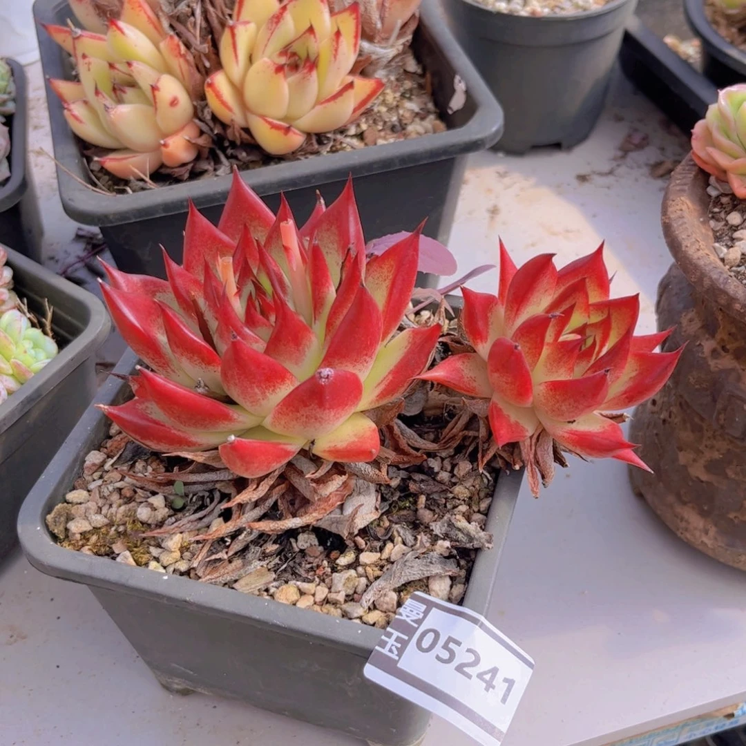 红枫多肉植物05241