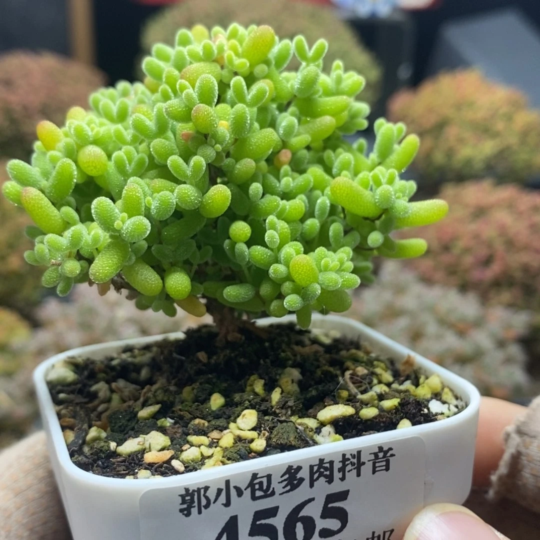 蜜橘糖球4565年后发货