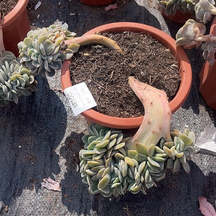 哈利沃森缀化，一物一拍