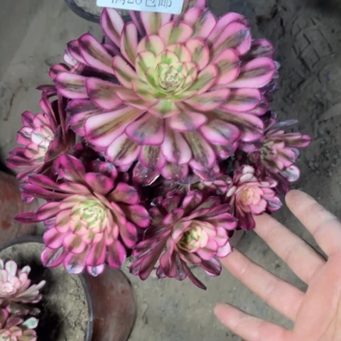 牵*白月光多肉多肉5288