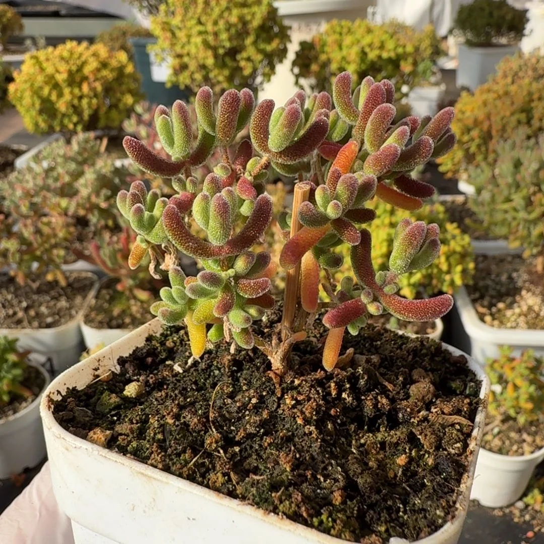 803红叶枝干一物一拍