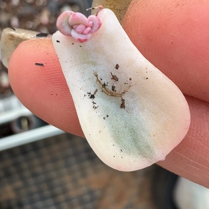 美尻一物一拍好看044