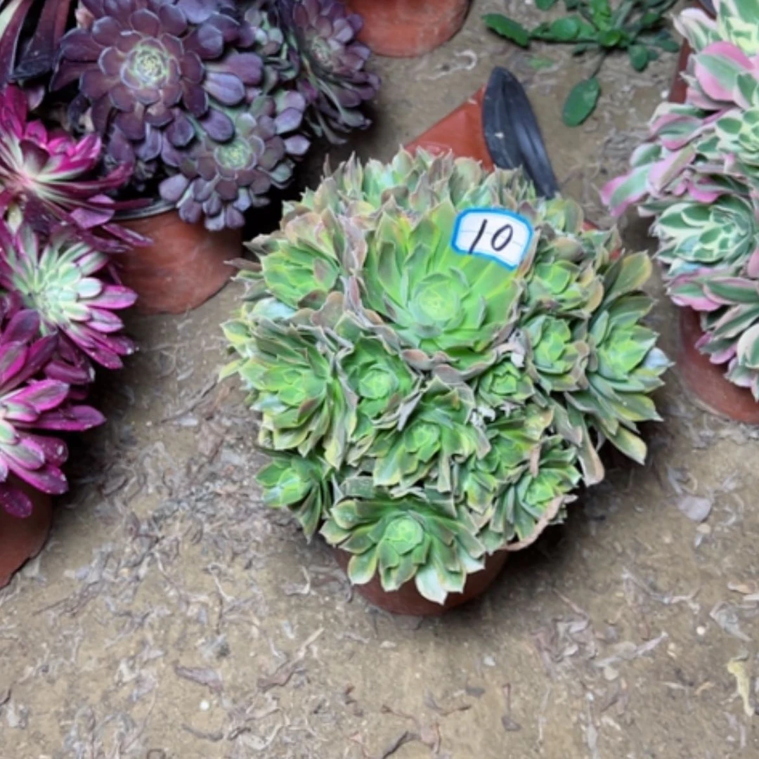 【闪购商品】多肉植物青萌10