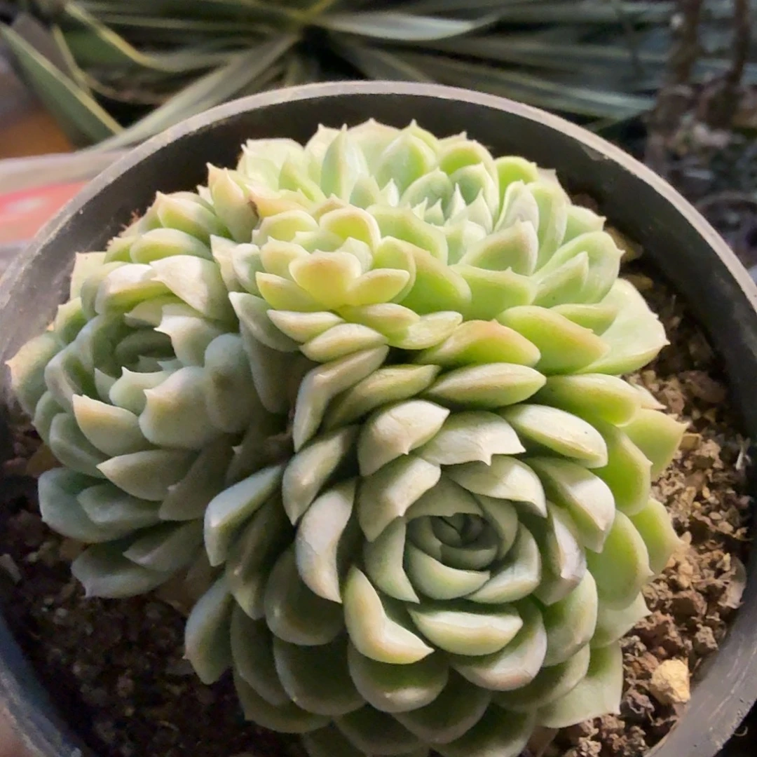 819三头无砍杂交群满20包邮