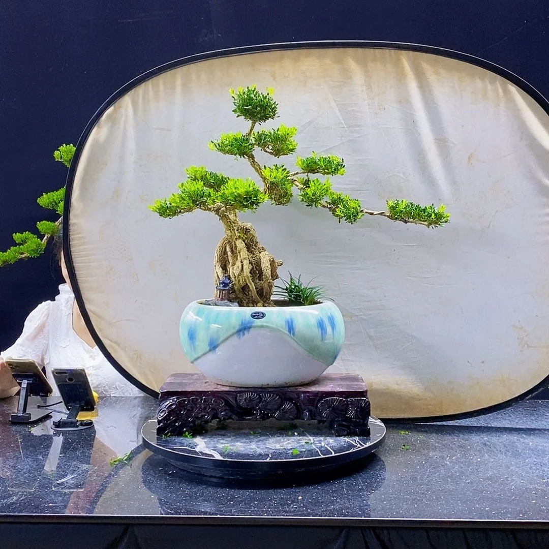 无花朵精品黄杨盆景