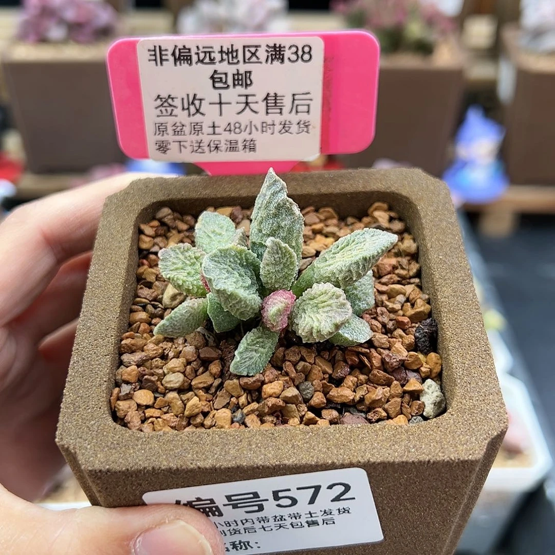 云*闲572大鱼海棠多肉
