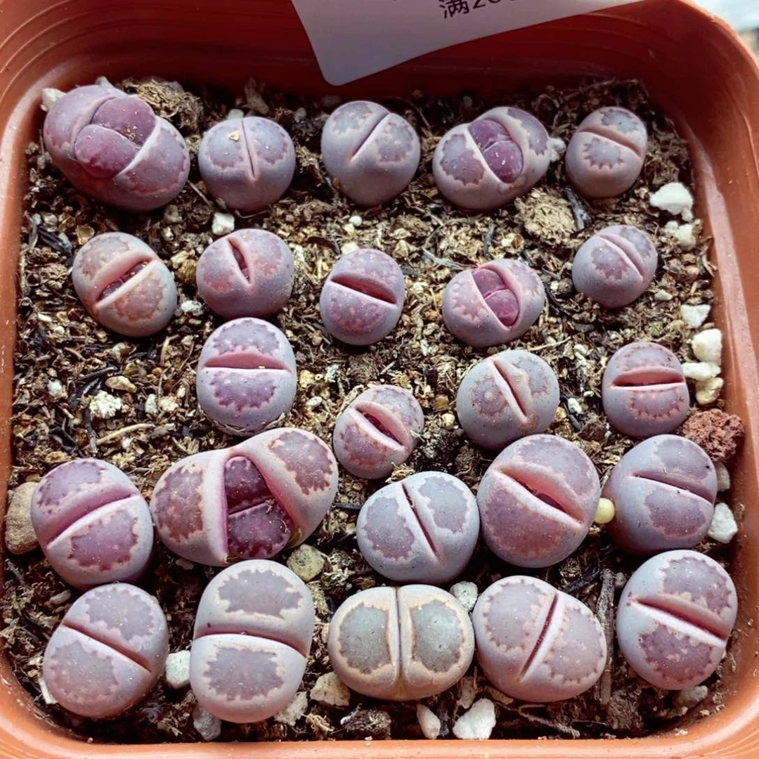 我是一只小小鸟地域鬼068