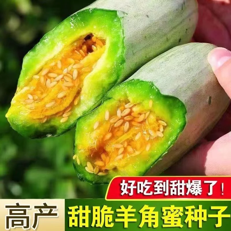 甜脆羊角蜜种子薄皮香瓜种子羊角脆酥填水果甜瓜阳台菜园种植对版