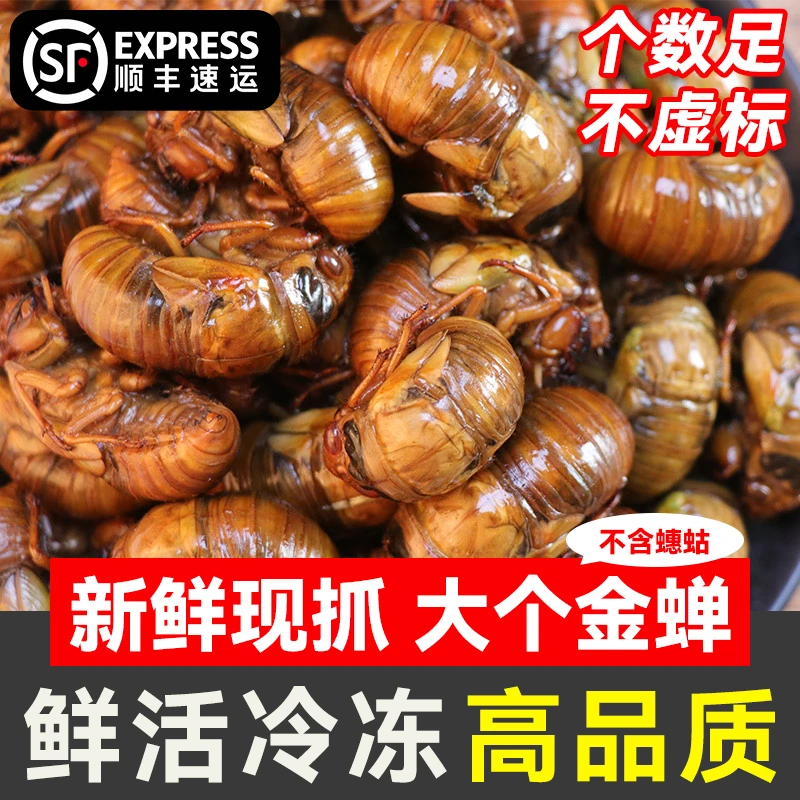 【顺丰包邮】大个金蝉知了猴速冻爬叉猴子结了龟蝉蛹包邮现捕美味 Z