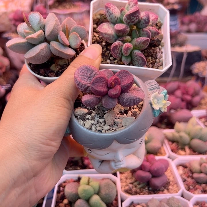 ?****?可以说是一种生活方式