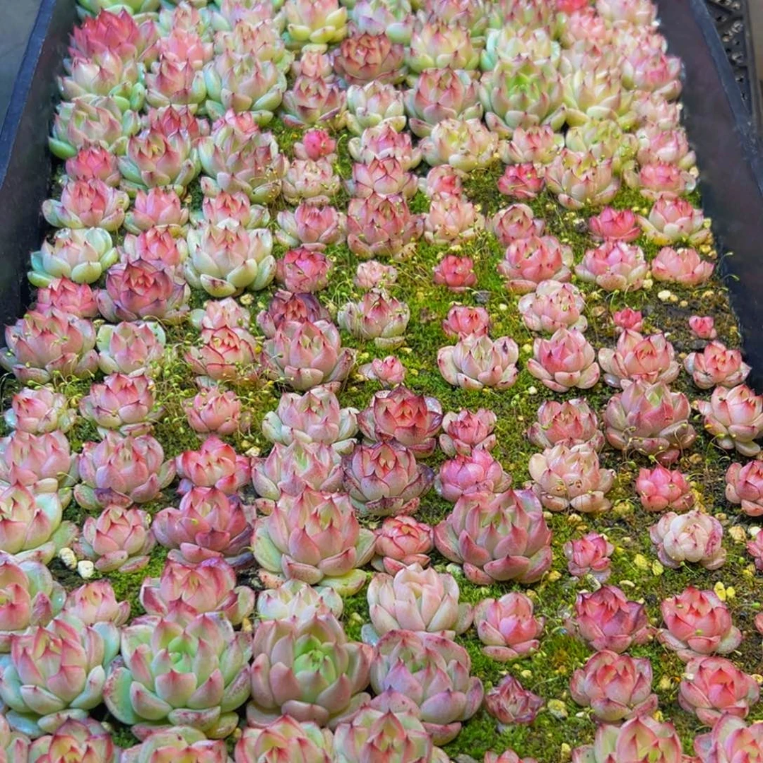 暖****625多肉葡萄的价格是多少