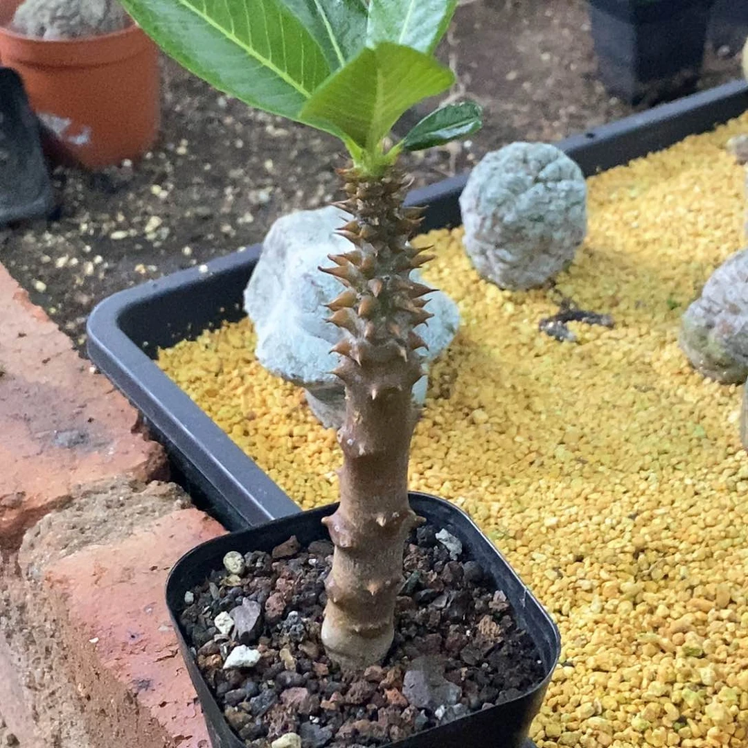 孤品实生特选株红皮温莎瓶干