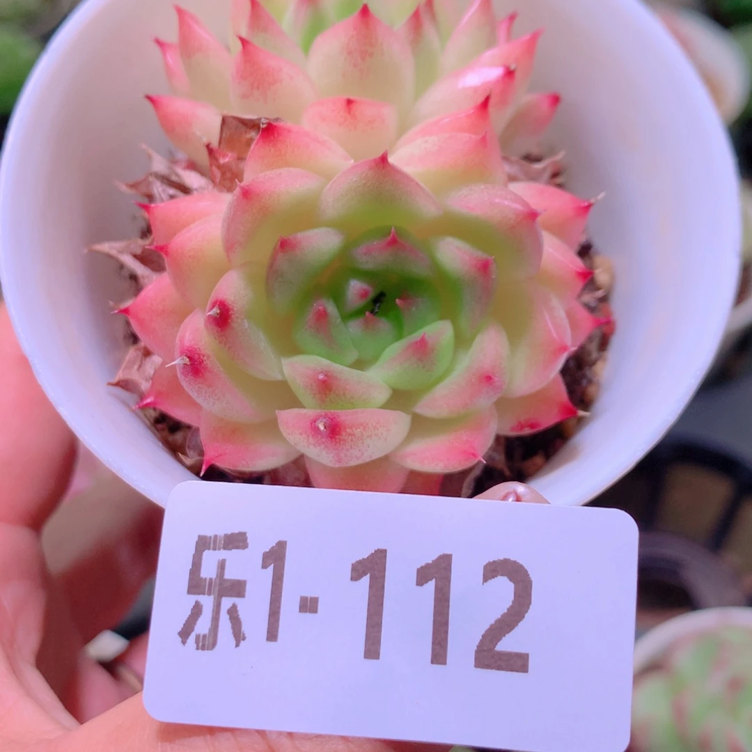 乐然1-112 麦秆双头