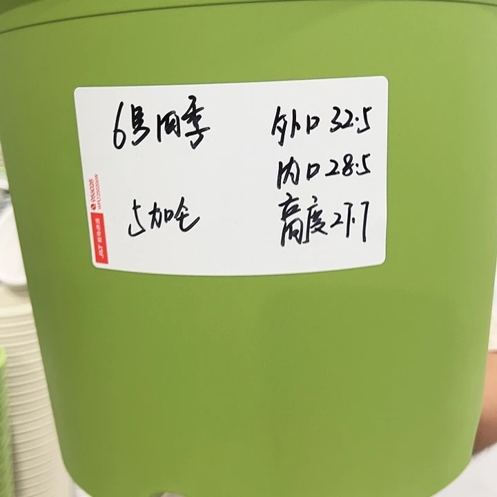 特价6号四季口32高28果绿色7个无托