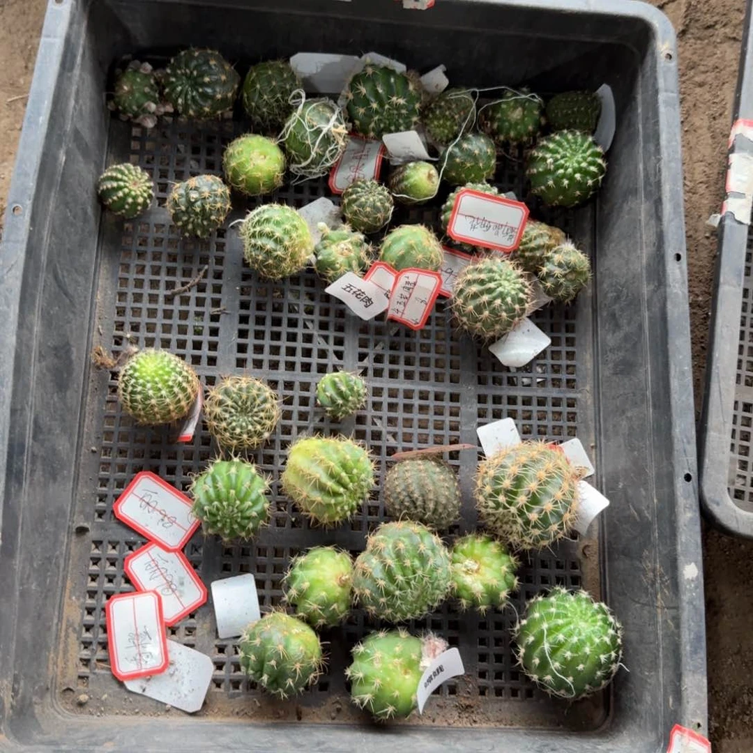 372无根侧牙2个2公分左右斑20包邮