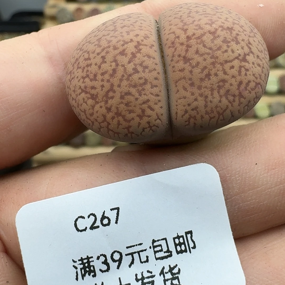 267多肉哈哈哈哈哈哈哈