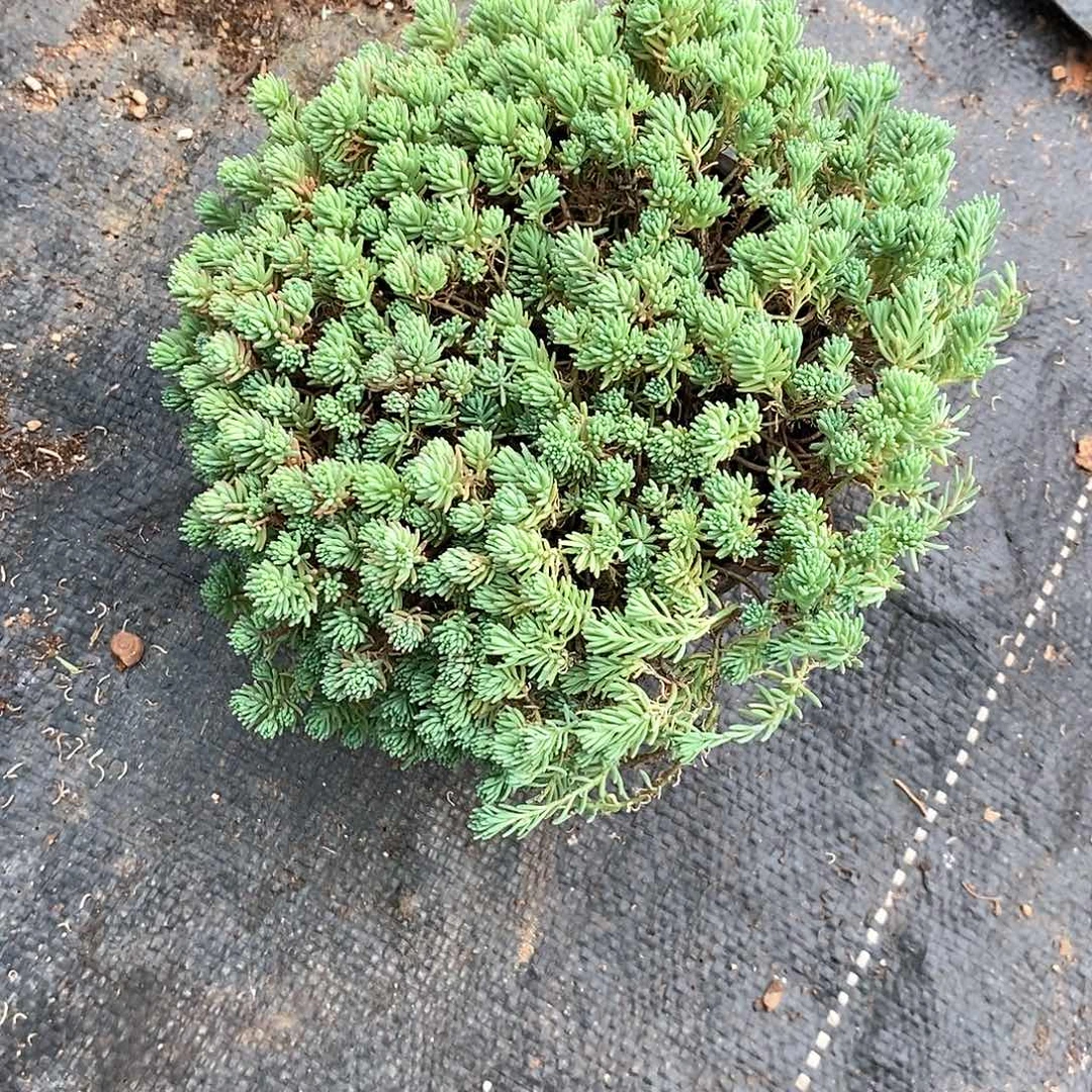 自***0薄雪万年草1盆带盆带土