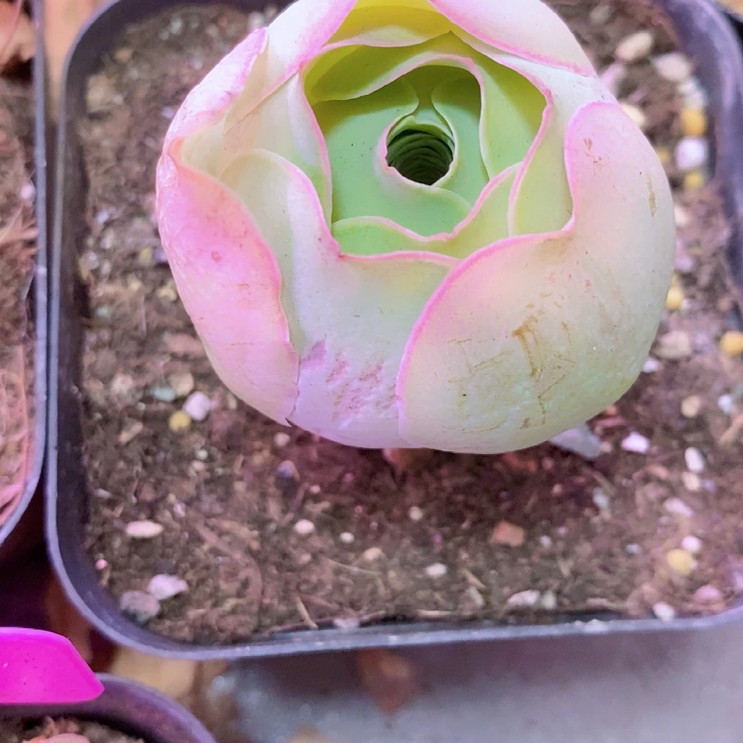 深***兰山地玫瑰一物一拍256sx