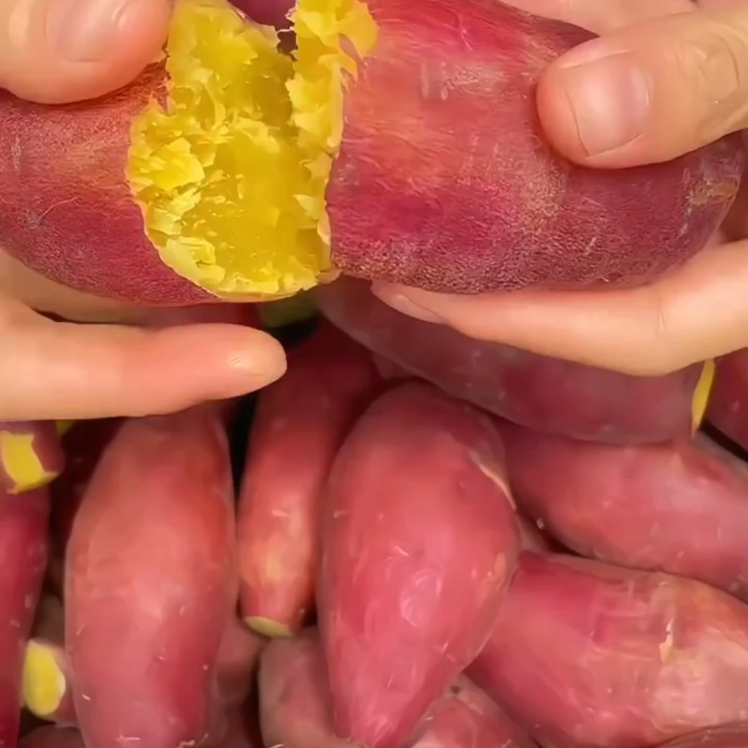 开封沙地新鲜现挖西瓜红新鲜现挖西瓜红红薯粉糯甘甜