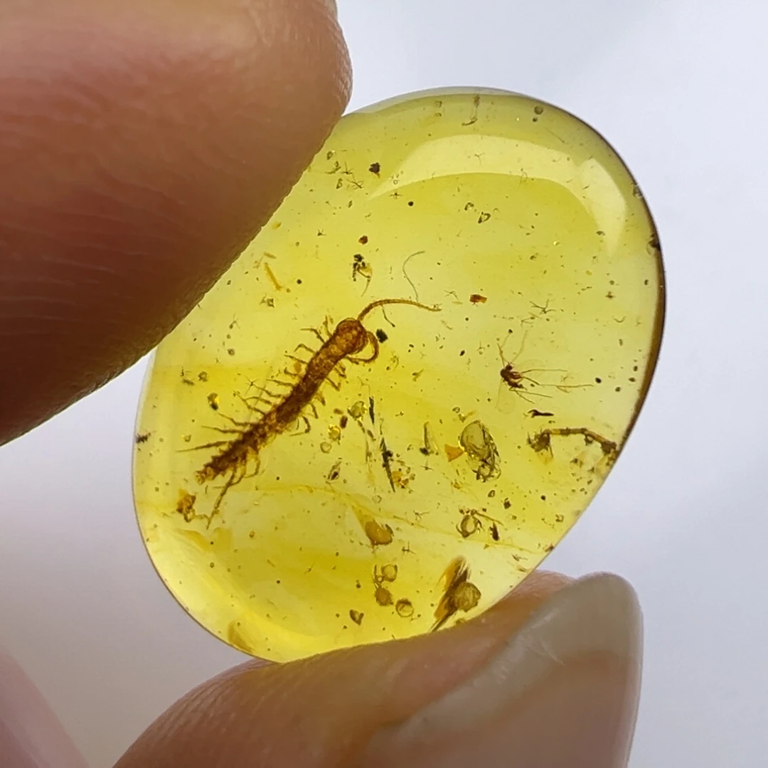 琥珀未镶嵌裸石琥珀虫珀蜈蚣戒面