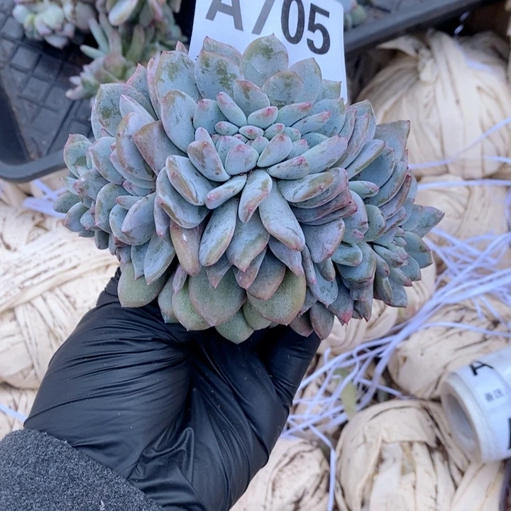 705 石榴籽缀化哇哇哇