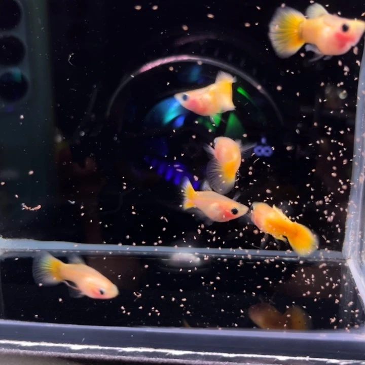 孔雀鱼黄金玻璃猫球3对