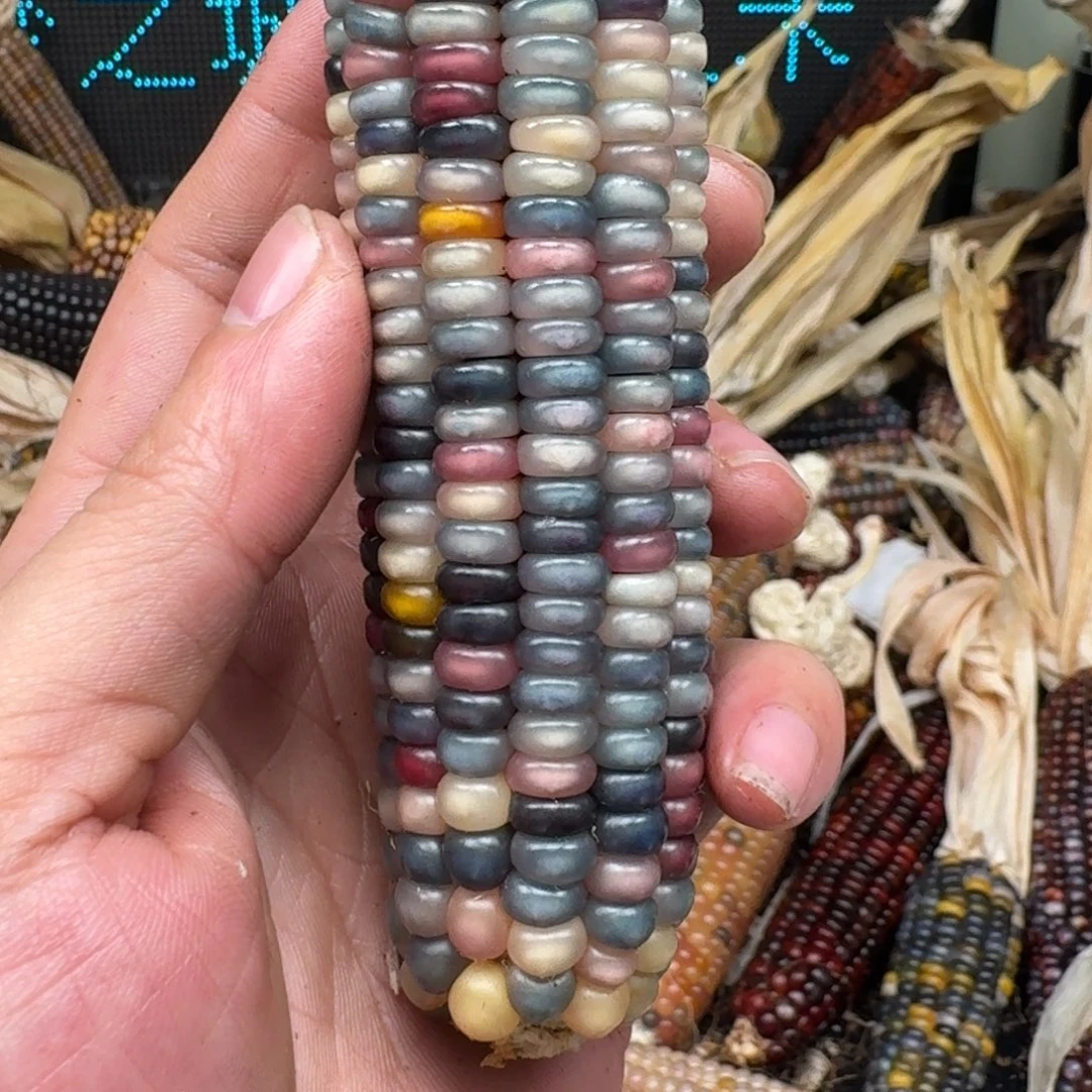 柏香籽/百香籽吊坠?****y