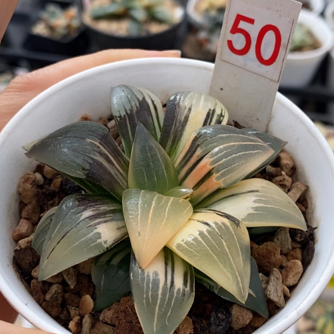 50号红纹寿锦多肉