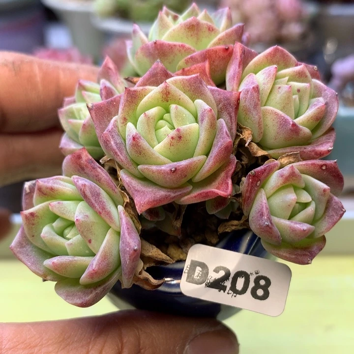 D208一物一拍带盆