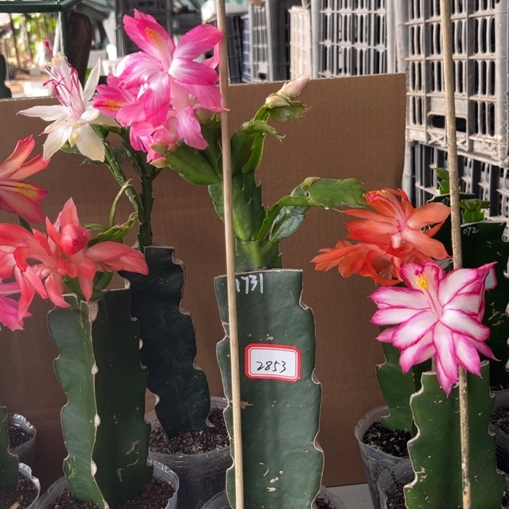 花***梦当前无花朵，栽培后可花朵1731