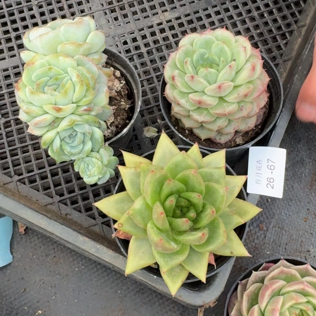 小**辉多肉杂交一物一拍26-67