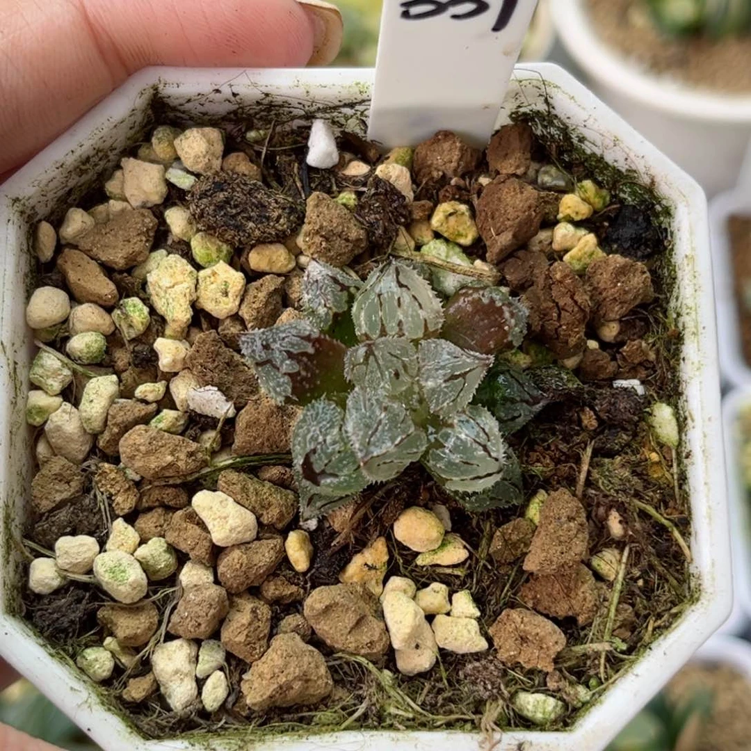 339冰魁哈哈哈哈哈哈哈