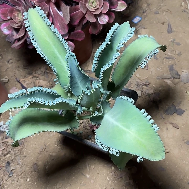 甜**麻多肉植物不起鸟45