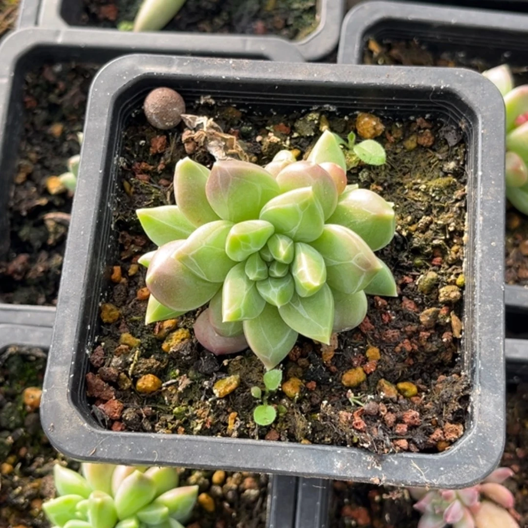 胖体千手多肉植物54