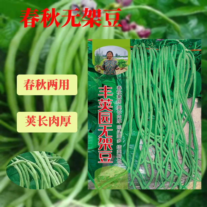 春秋丰荚园无架豆豆角高产豆角种子春秋农家蔬菜种植发芽生长