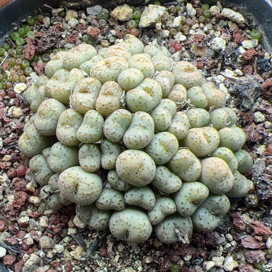 大家过年好22687