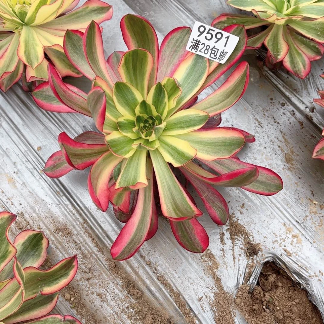 C.   9591巫毒超白多肉