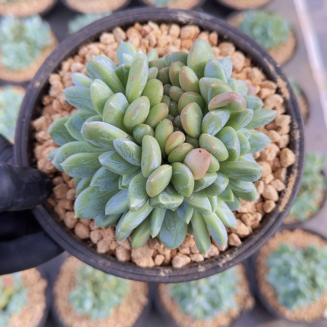 百搭翡翠一物一拍