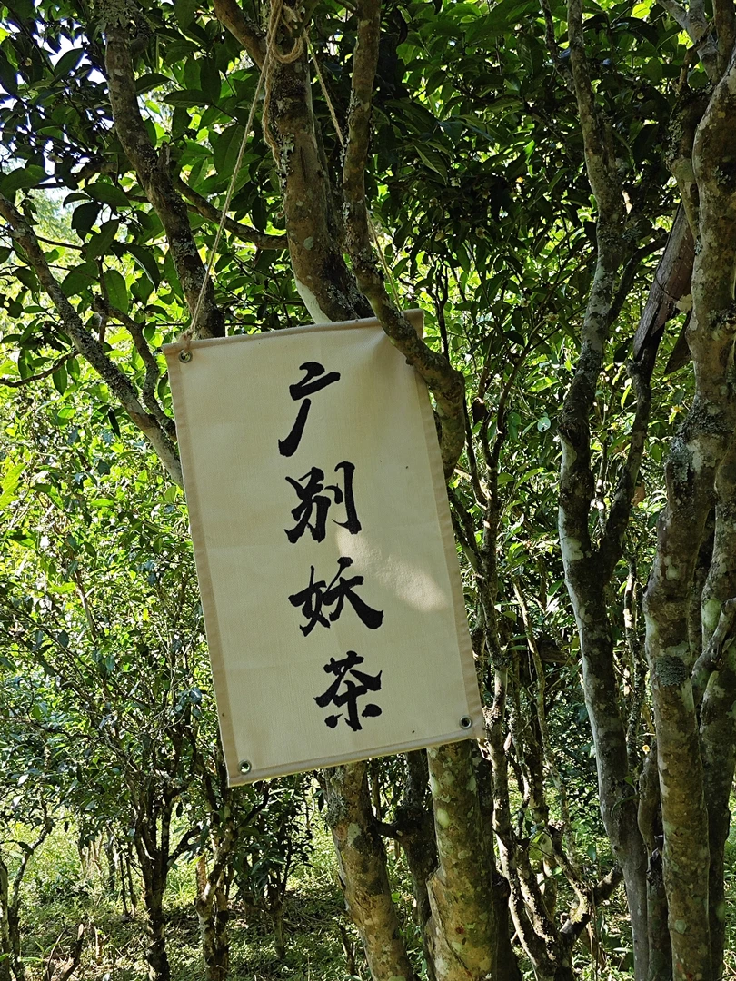 【广别妖茶40号】茶样试喝装（不售后）