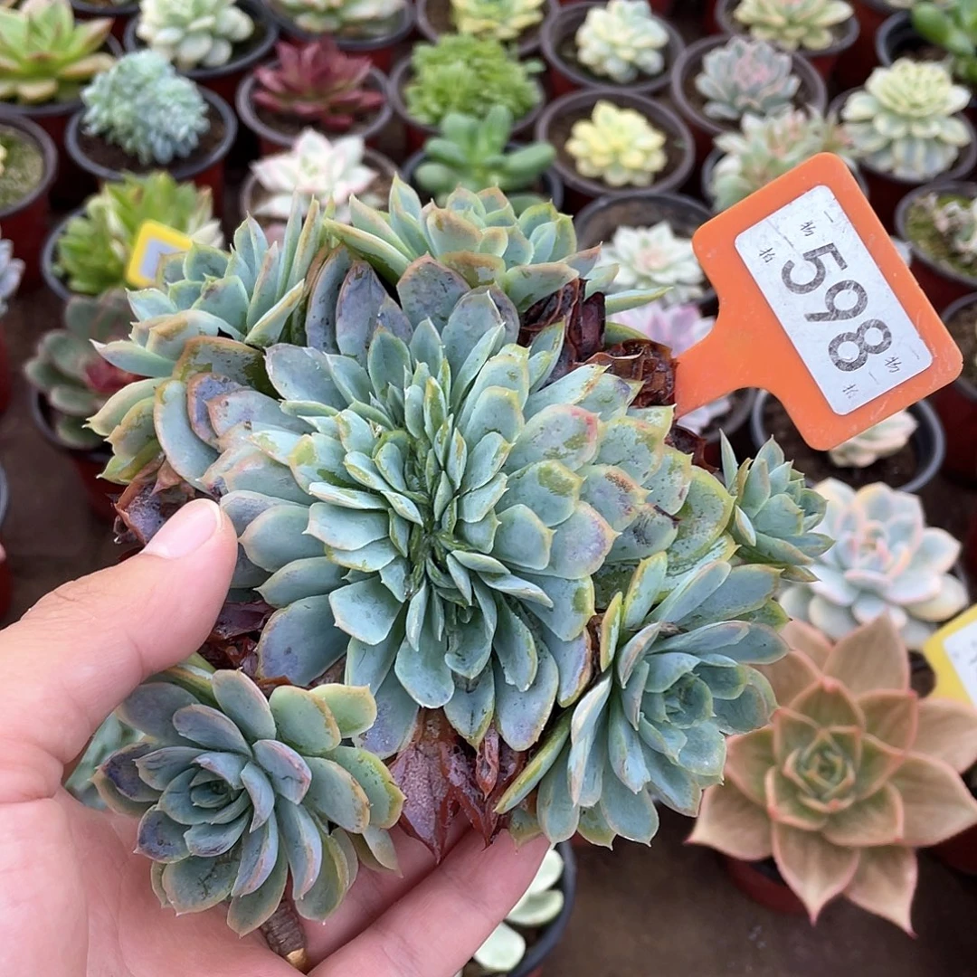 記***〃598号多肉植物盆栽