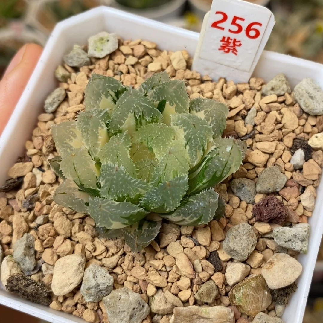 256玄冰多肉植物组合