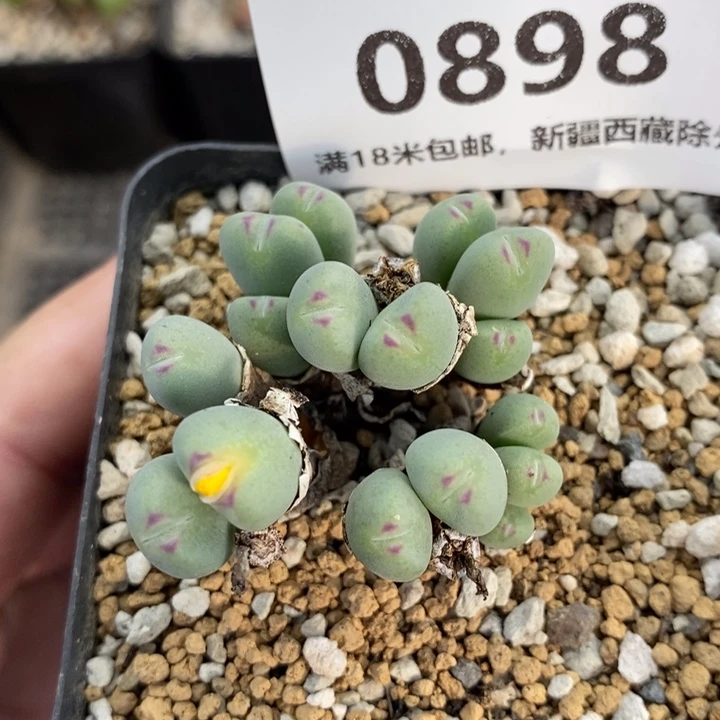 898。