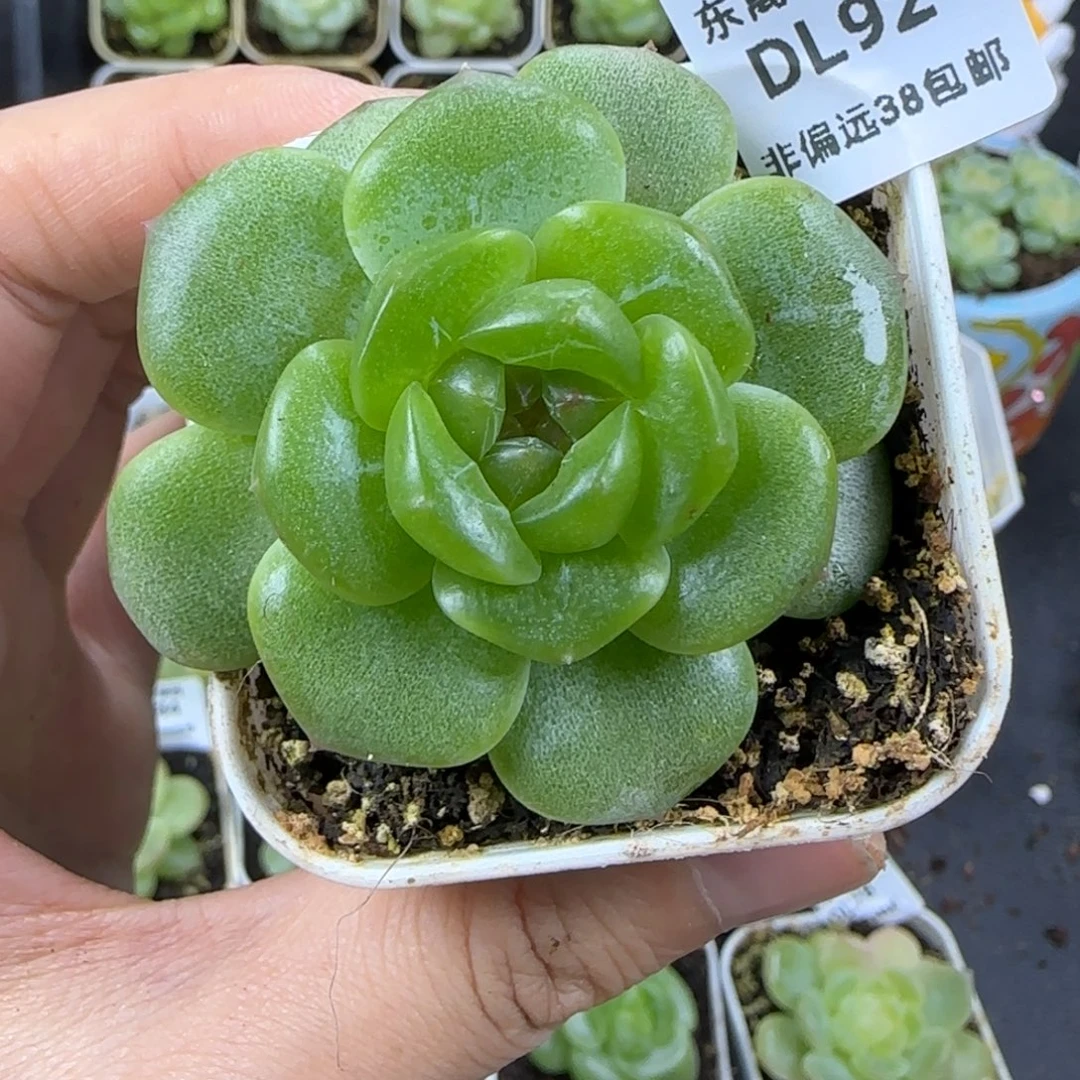 92东篱下多肉植物保护哈哈哈哈