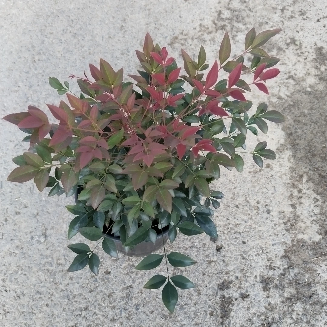 火焰南天竹盆栽盆栽树苗耐寒适合客厅庭院室内种植彩色植物花观叶