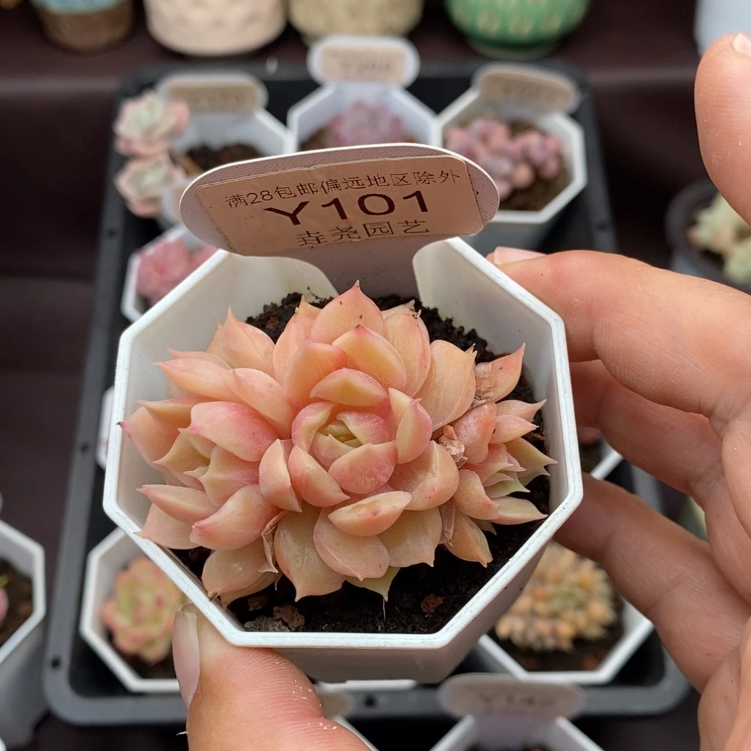 0101 昂斯诺 5.5cm