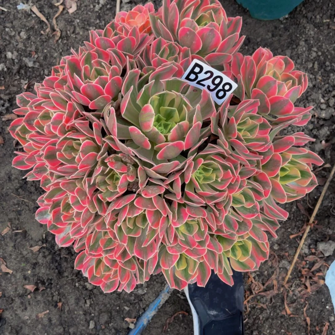 女妖法师16////29包邮