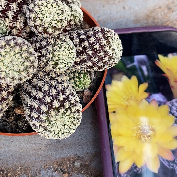 红宝石仙人球，2578900