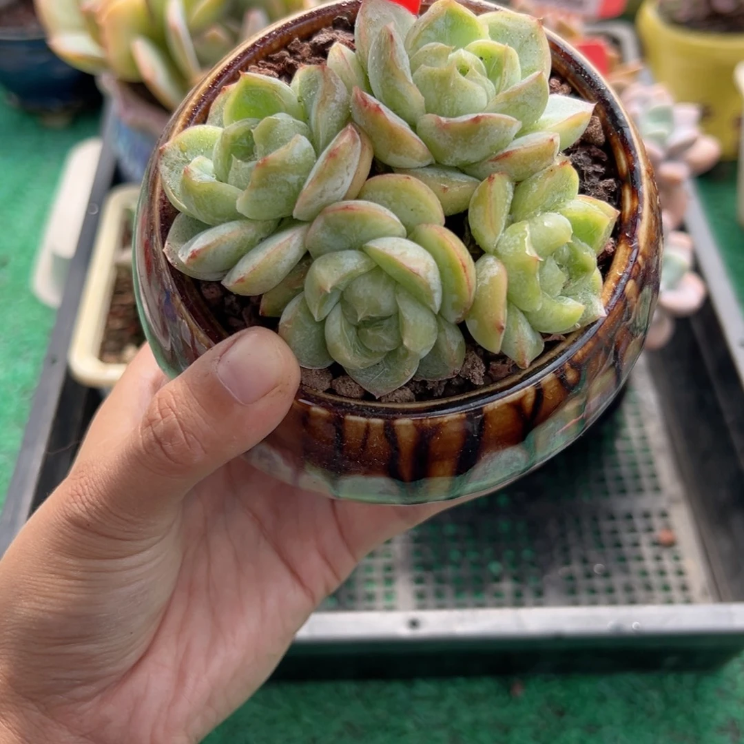 表妹精品多肉植物209.