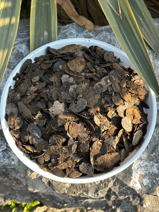 湿耳叶 腐熟刺栎叶落地叶兰花专用树叶土刺栗叶兰花植料配料